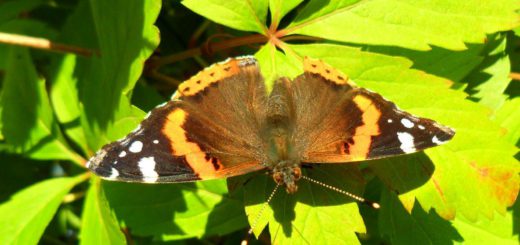 Schmetterling im Schmetterlingspark Klütz