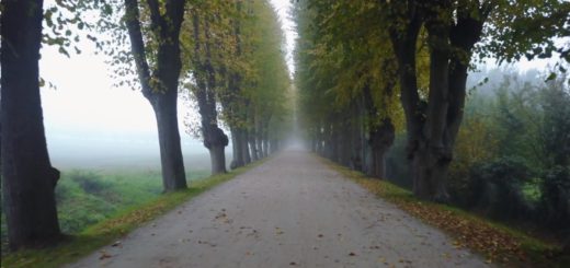 Allee zum Schloss Bothmer im Nebel